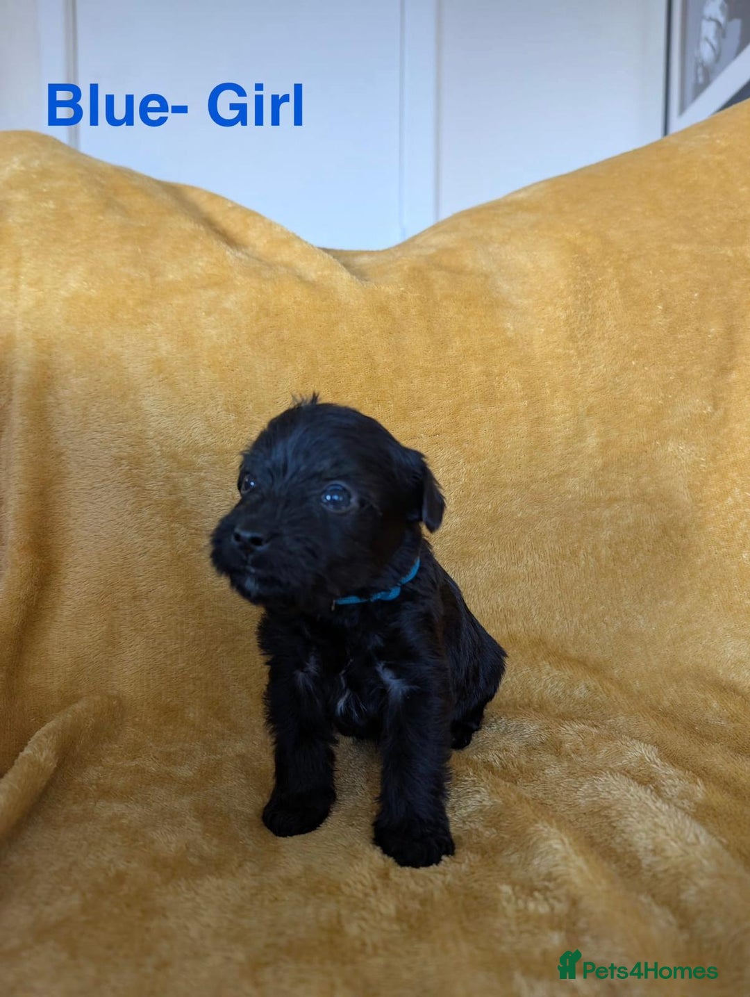 Mixed Breed dogs for sale: Beautiful Border terrier/Patterdale terrier pups - Advert 7