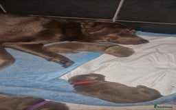Labrador Retriever dogs for sale: Adorable Silver Labrador Puppies  - Image 2