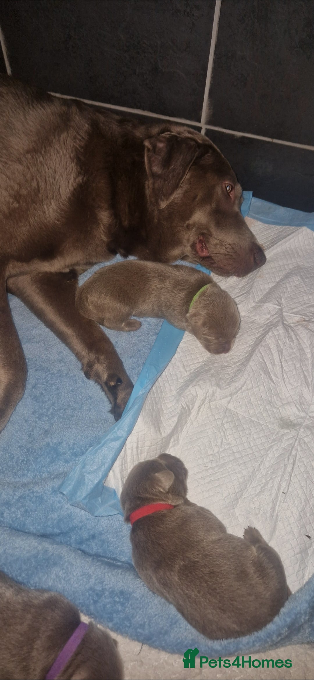 Labrador Retriever dogs for sale: Adorable Silver Labrador Puppies  - Image 2