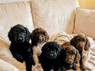Cockapoo dogs COCKAPOO PUPPIES READY NOW - Advert 10