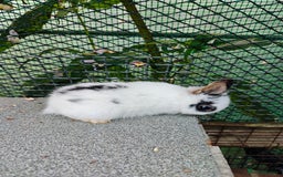 Netherland Dwarf rabbits for sale: Netherland dwarf  - Image 8