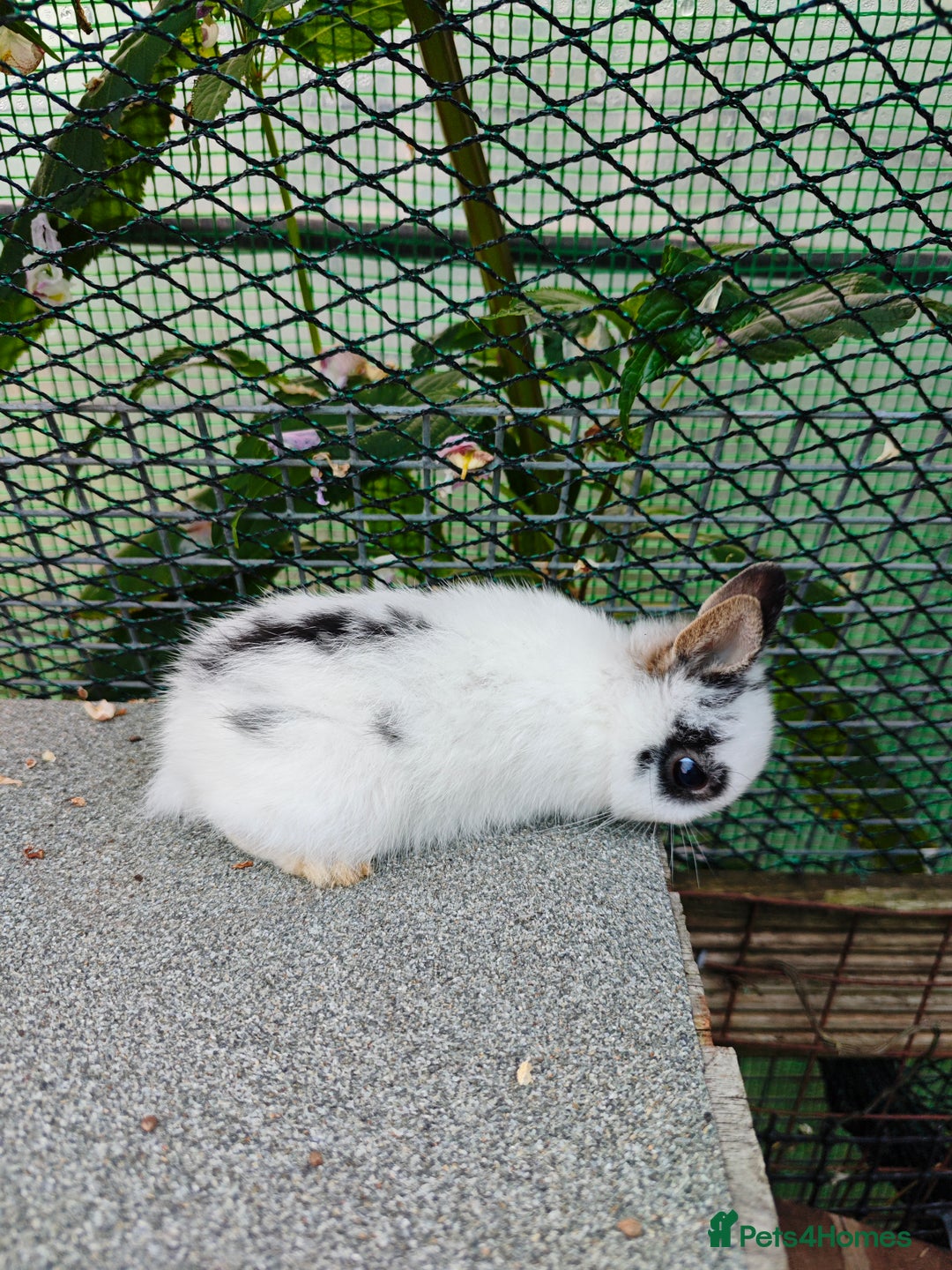 Netherland Dwarf rabbits for sale: Netherland dwarf  - Image 8