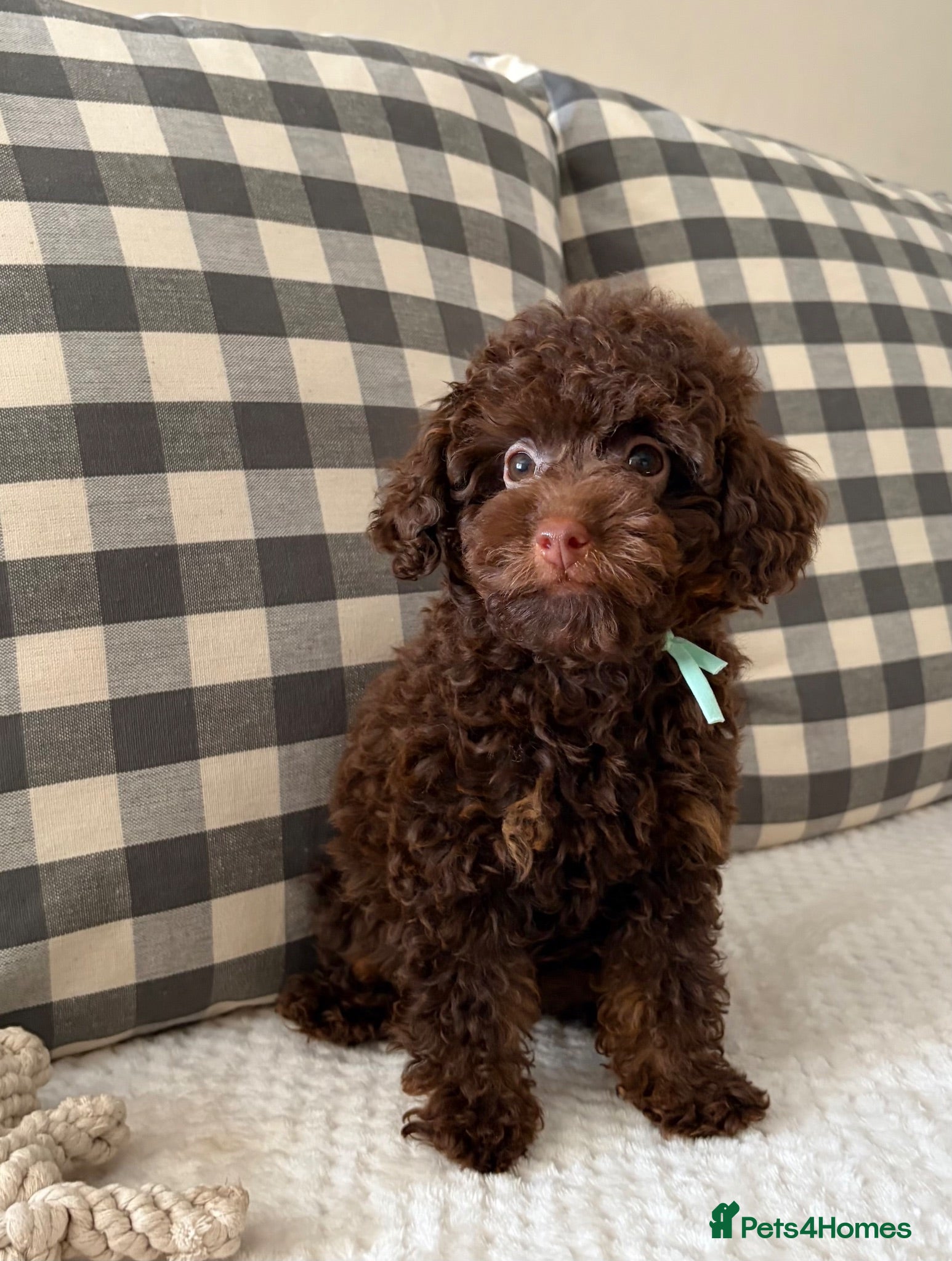 Toy Poodle dogs Health tested Toy poodle puppies  - Advert 2