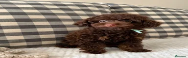 Toy Poodle 2
