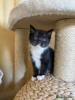 Ragdoll cats - Advert 4