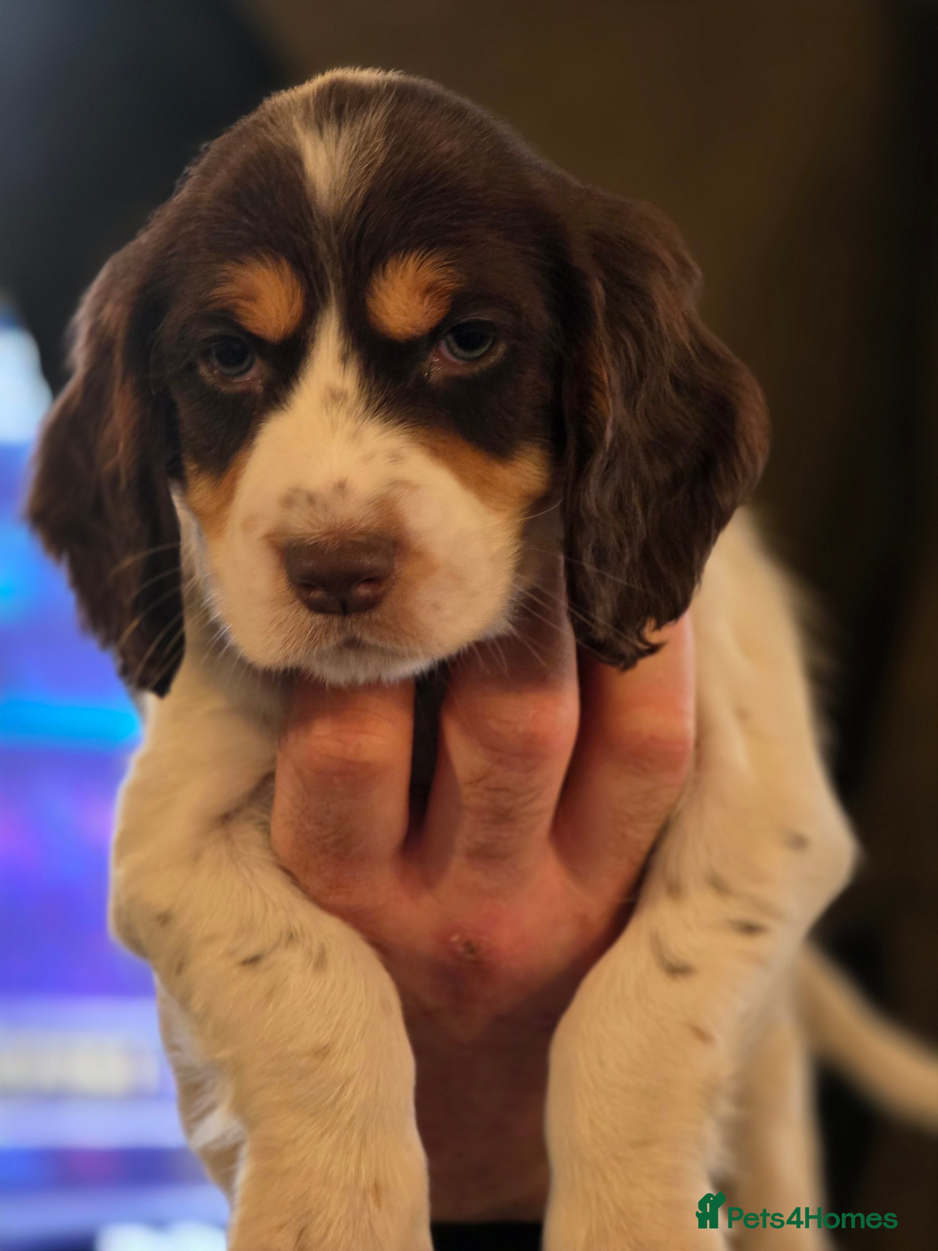 Cocker Spaniel dogs 2 lovely working Cocker Spaniel pups  - Advert 5