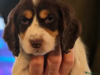 Cocker Spaniel dogs 2 lovely working Cocker Spaniel pups - Advert 5