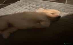 Pomeranian dogs for sale: Two Male Pomeranian’s!  - Advert 4