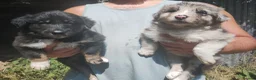 Border Collie dogs for sale: Traditional Border Collie Puppies in Shrewsbury - Advert 8