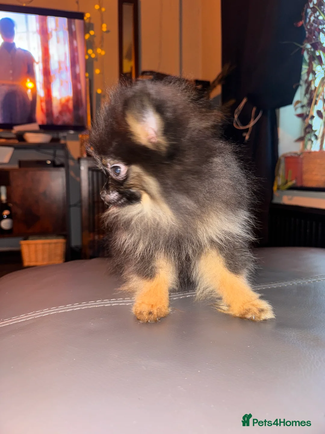Pomeranian dogs for sale: 2 sweet tiny boys! - Advert 12