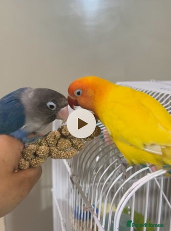 Lovebirds birds - Advert 16