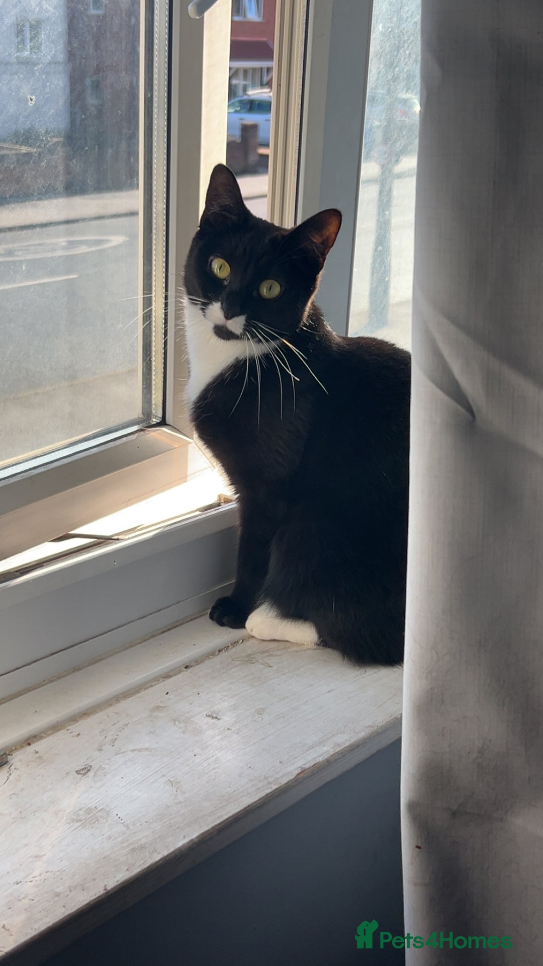 Mixed Breed cats for sale: Female cat  - Advert 2