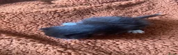 Mixed Breed cats for sale: Adorable kittens looking for forever homes - Advert 7