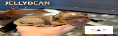 Jellybean 