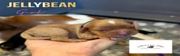 Cavalier King Charles Spaniel dogs for sale: KC Cavalier Pups - DNA, heart & eye tested parents - Advert 7