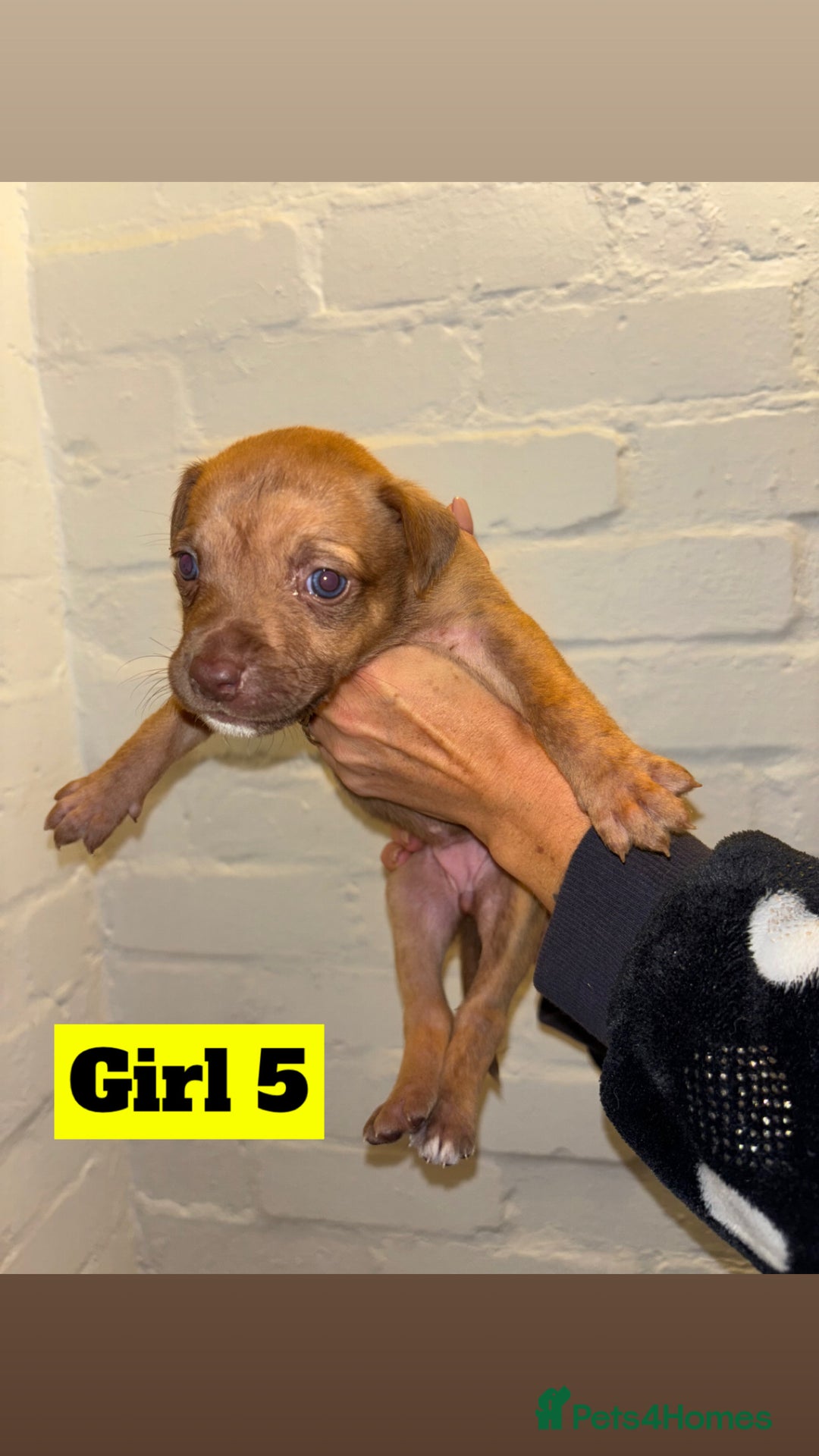 Mixed Breed dogs for sale: Beautiful Border collie/kelpie X staff cross pups - Image 15