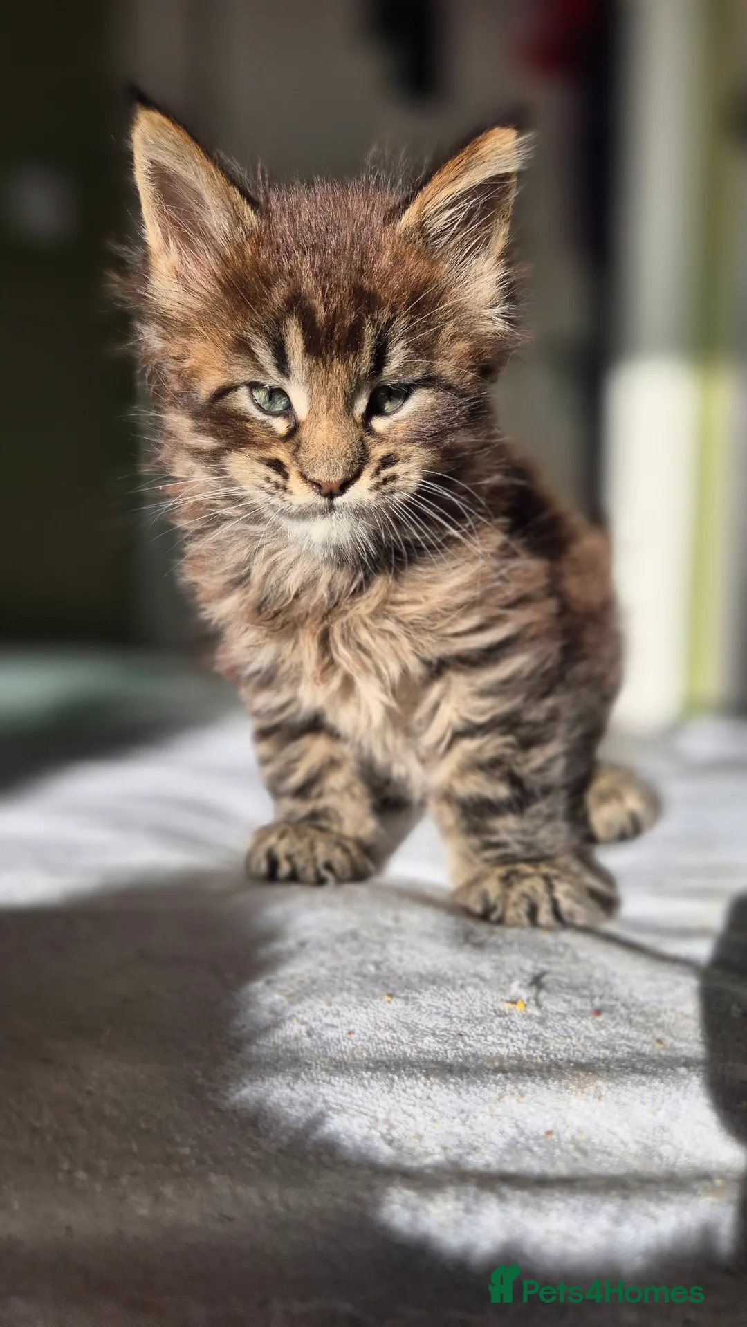 Maine Coon cats for sale: Maine Coon Kittens | TICA Parents | Health Tested - Advert 1