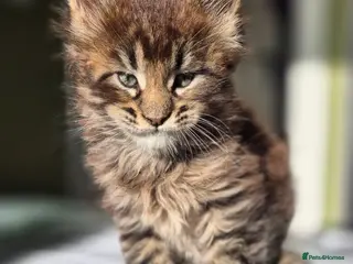 Maine Coon cats Maine Coon Kittens | TICA Parents | Health Tested - Advert 2