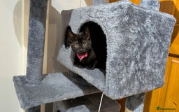 Mixed Breed cats for sale: Beautiful Kittens - Image 3