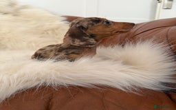 Miniature Dachshund dogs for sale: Stunning Silver & Chocolate Dapple Miniatures - Image 12