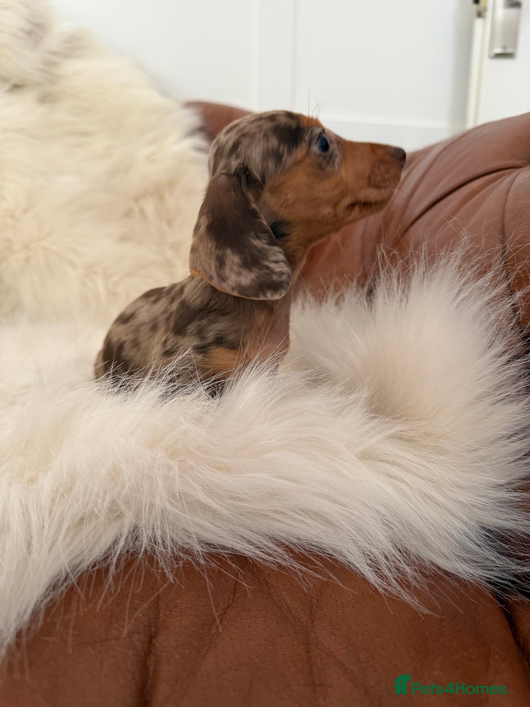 Miniature Dachshund dogs for sale: Stunning Silver & Chocolate Dapple Miniatures - Image 12