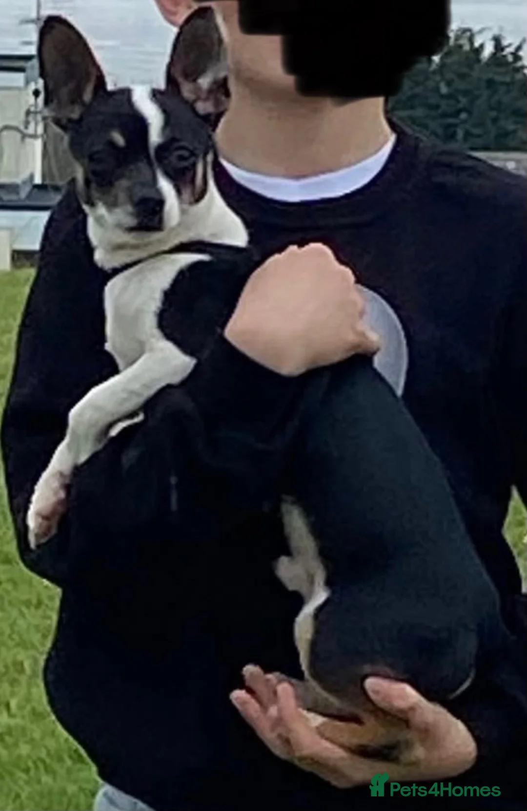 Chihuahua dogs for stud: 🐾  CHIHUAHUA for Stud 🐾 - Advert 2