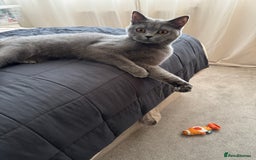 British Shorthair cats for sale: Beautiful, Affectionate Indoor Cat - 1 Year Old  - Image 2