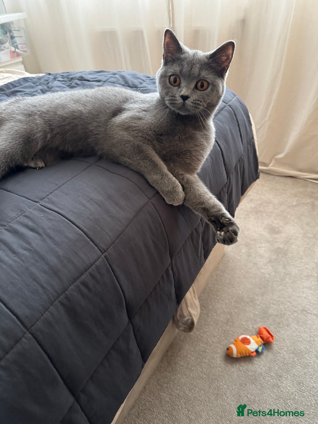 British Shorthair cats for sale: Beautiful, Affectionate Indoor Cat - 1 Year Old  - Image 2