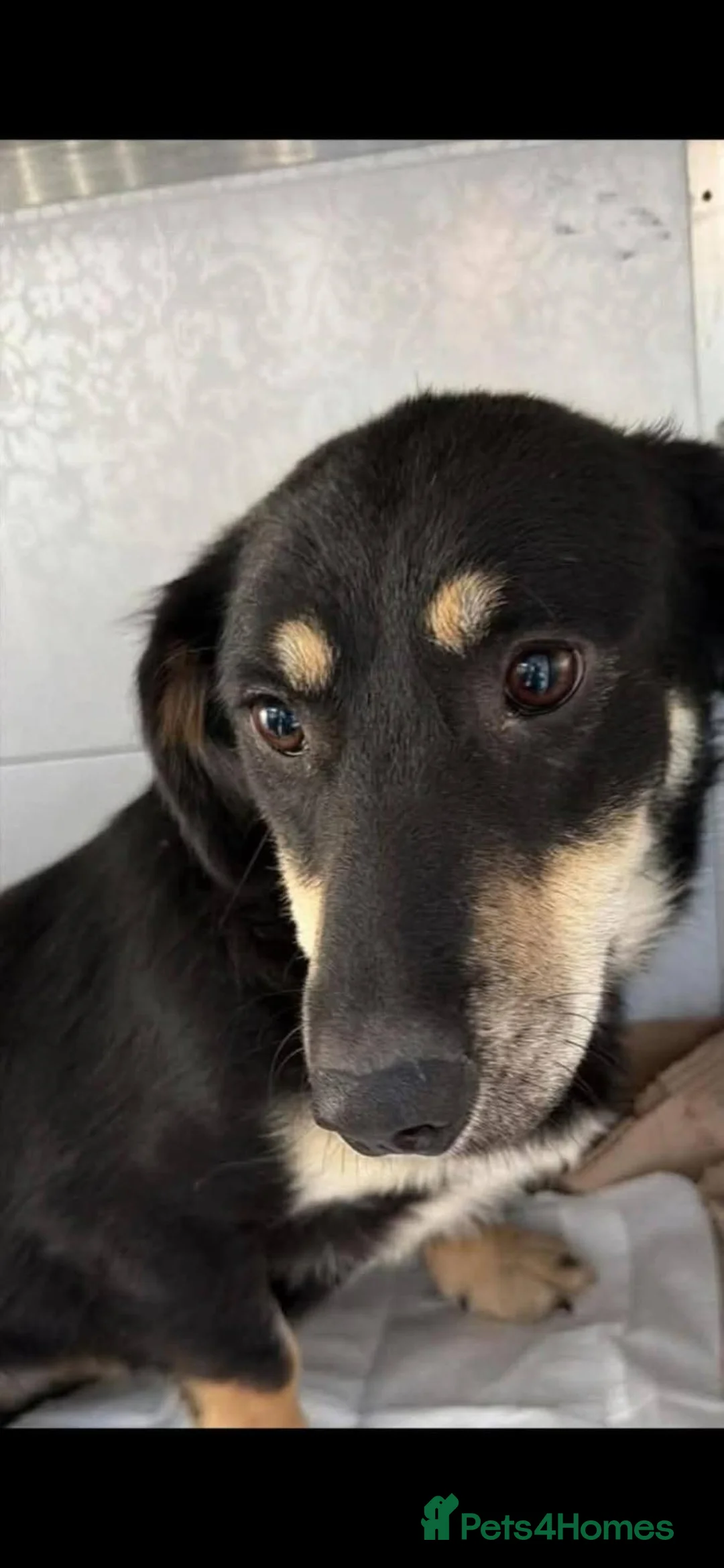Mixed Breed dogs for adoption: Meet Eclipse, currently residing in Middlesex in Ruislip - Advert 2