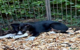 Border Collie dogs for sale: Border collie puppies ** Ready to Leave ** - Image 30