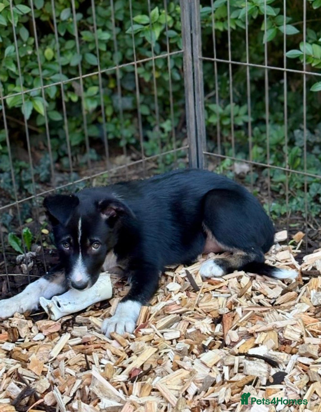 Border Collie dogs for sale: Border collie puppies ** Ready to Leave ** - Image 30
