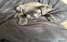 Labrador Retriever dogs for sale: Last of litter K.C Charcoal Labrador girl 9 Weeks - Image 10