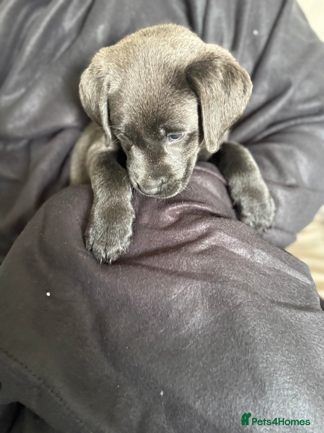 Labrador Retriever dogs for sale: Last of litter K.C Charcoal Labrador girl 9 Weeks - Image 10