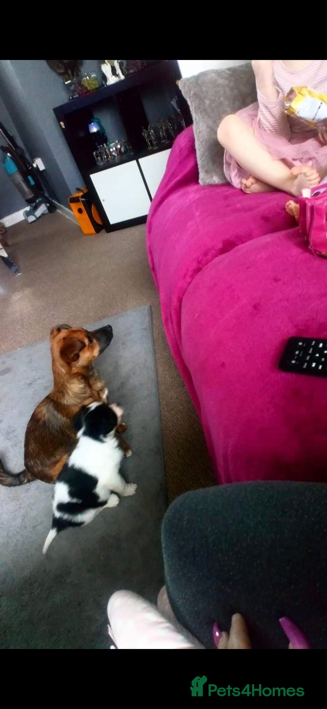 Mixed Breed dogs for sale: 2 female older dogs  - Image 6