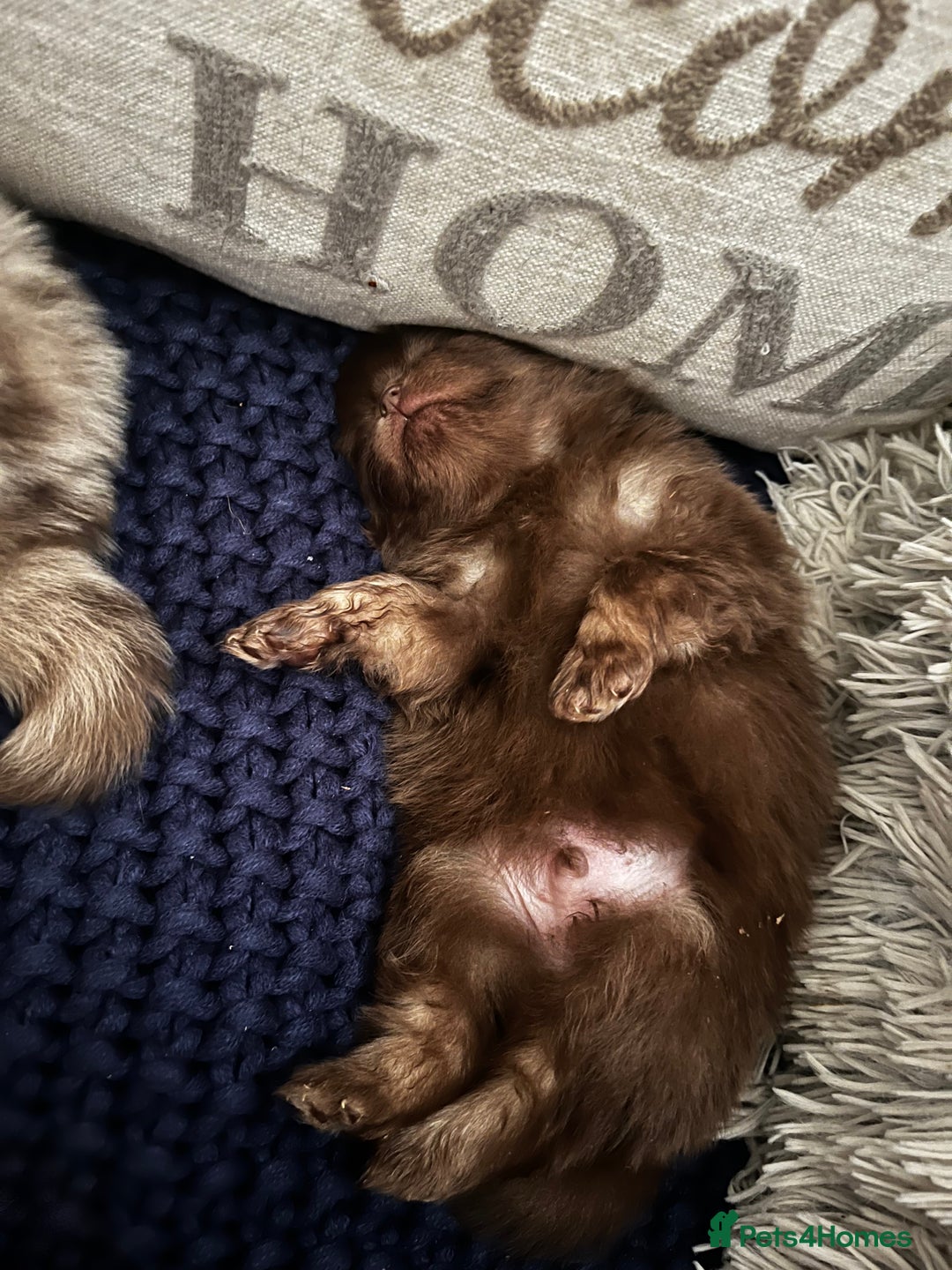 Pomeranian dogs for sale: Fluffy Pomeranian puppy’s MERLE & CHOCOLATE - Advert 19