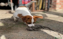 Jack Russell dogs for sale: Jack Russell Terriers - Image 13