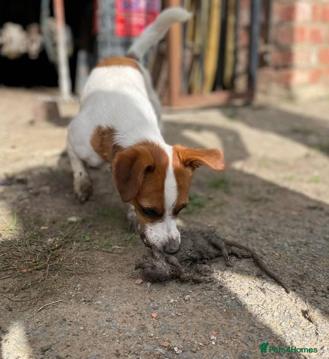 Jack Russell dogs for sale: Jack Russell Terriers - Image 13