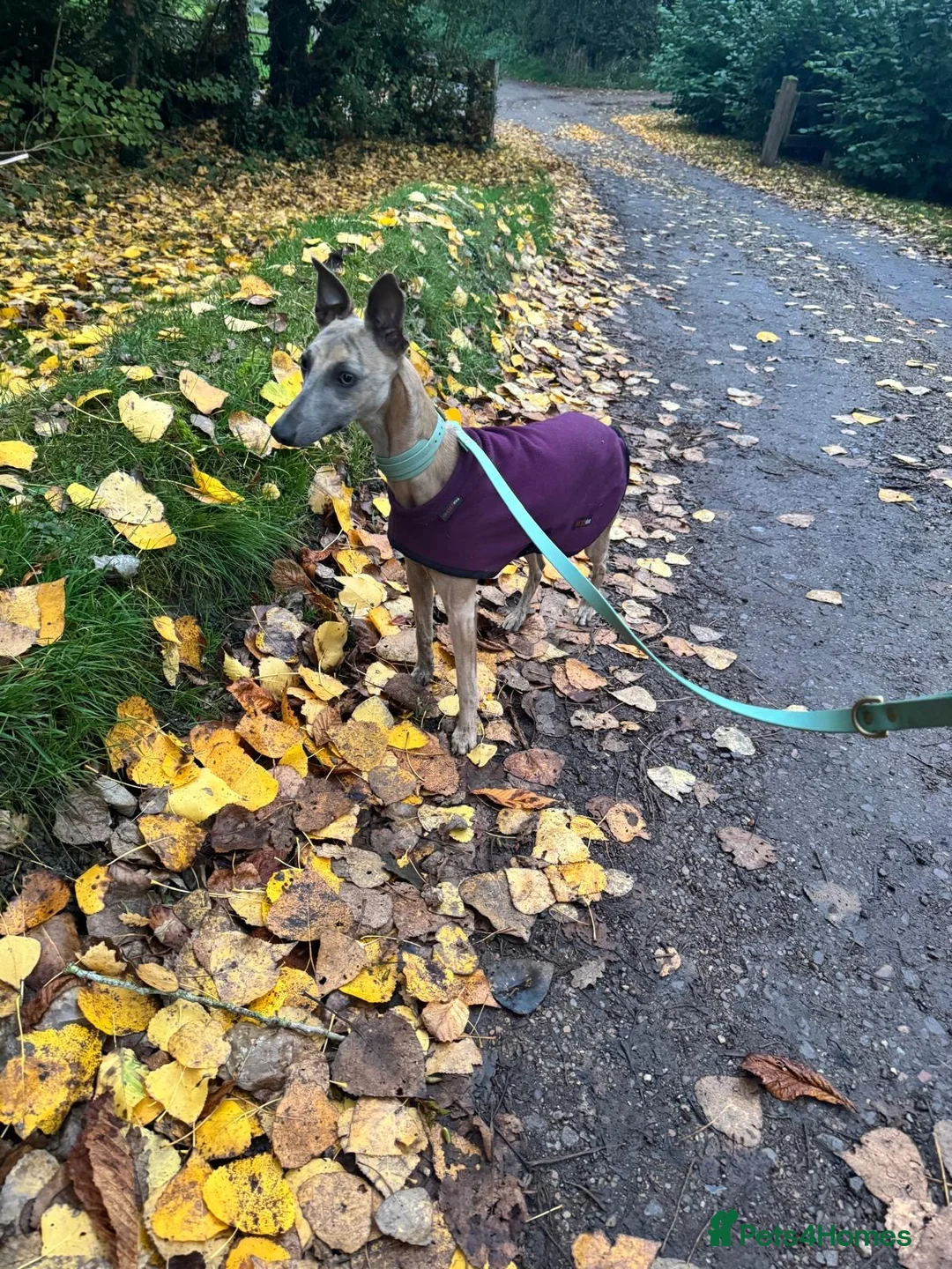 Whippet dogs for sale: KC registered Whippet Puppies from Champion Line - Advert 18