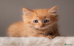 Siberian cats for sale: Beautiful 3 siberian kittens/ boys - Image 4