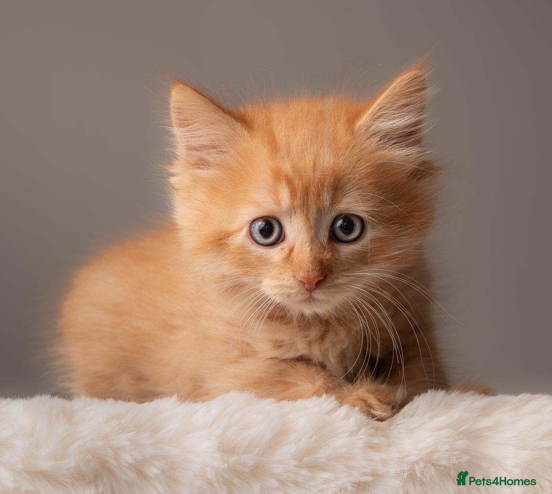 Siberian cats for sale: Beautiful 3 siberian kittens/ boys - Image 4