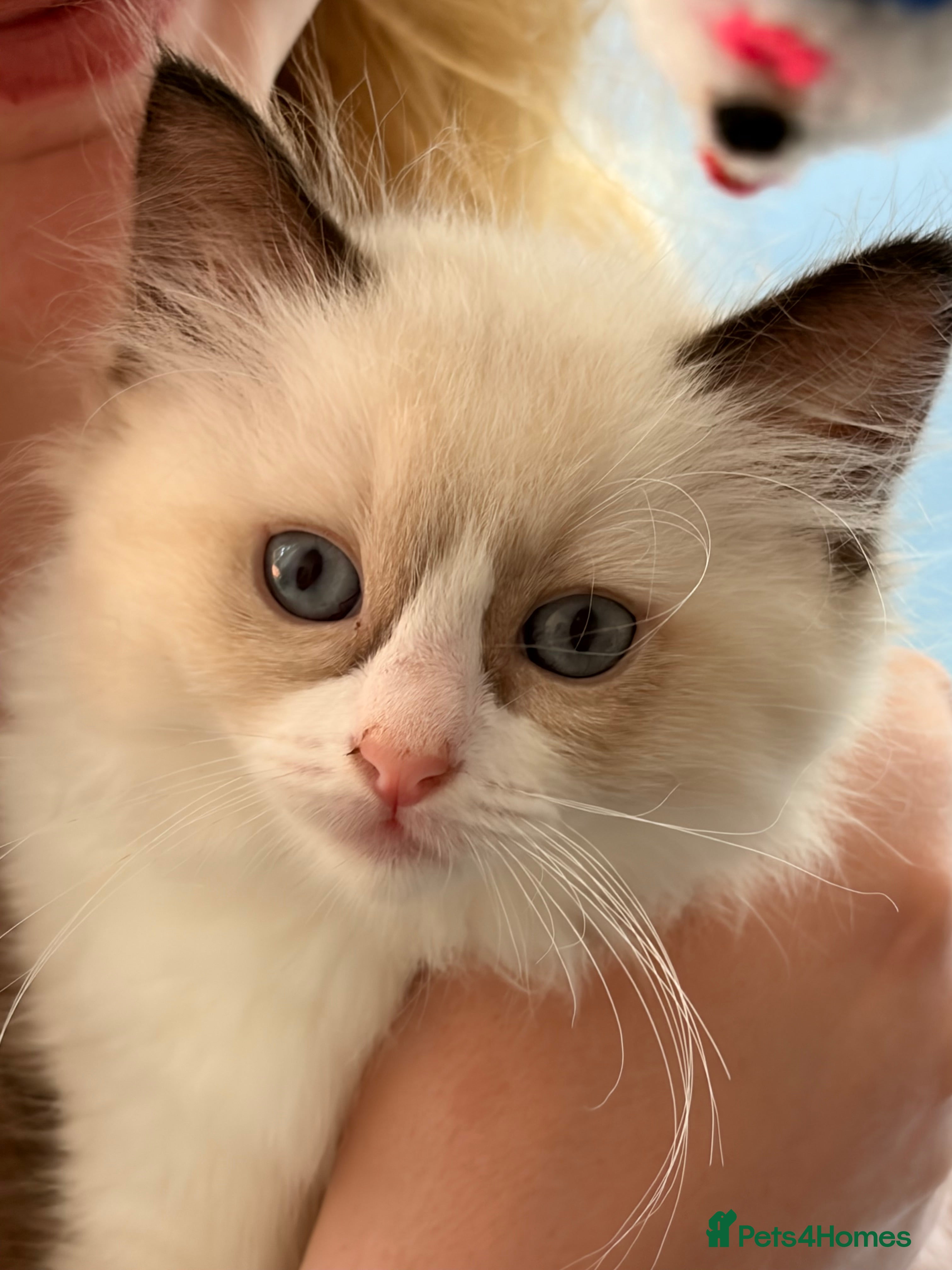 Ragdoll cats Ready in one week! Last 2 Ragdoll GCCF Kittens  - Advert 8