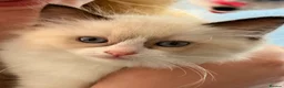 Ragdoll cats for sale: Last remaining Female Ragdoll GCCF Kitten - Advert 7