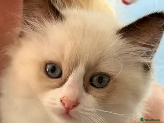 Ragdoll cats Ready in one week! Last 2 Ragdoll GCCF Kittens - Advert 8