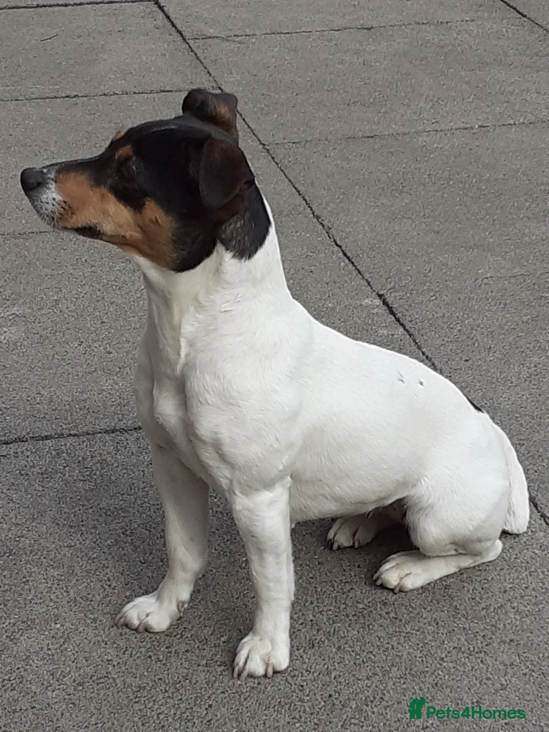 Jack Russell dogs for sale: Jack Russell Bitch  - Advert 3