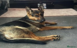 German Shepherd dogs for sale: Skylar - Image 10