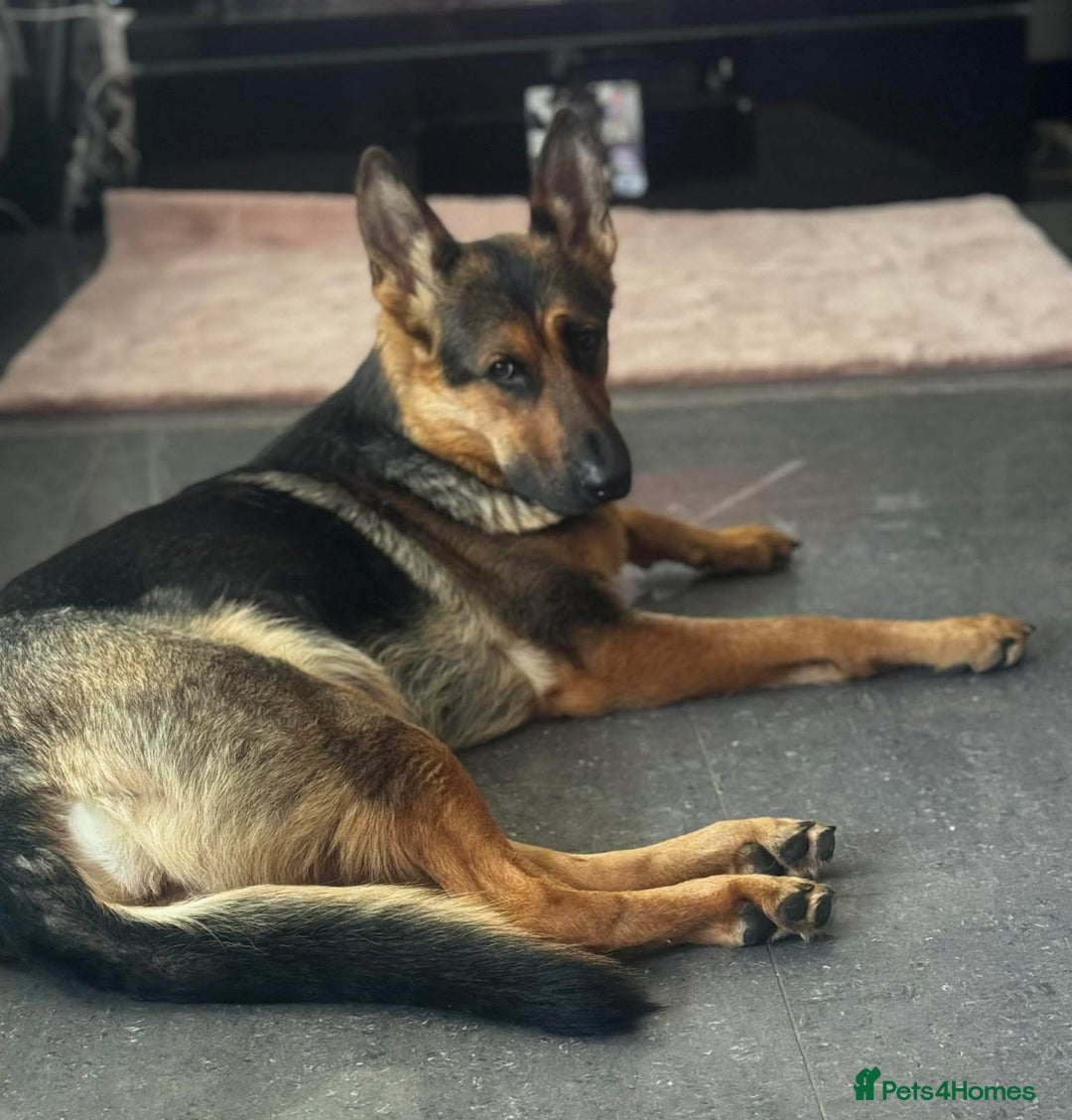 German Shepherd dogs for sale: Skylar - Image 10