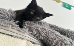 Mixed Breed cats for sale: 1 male black kitten  - Image 8