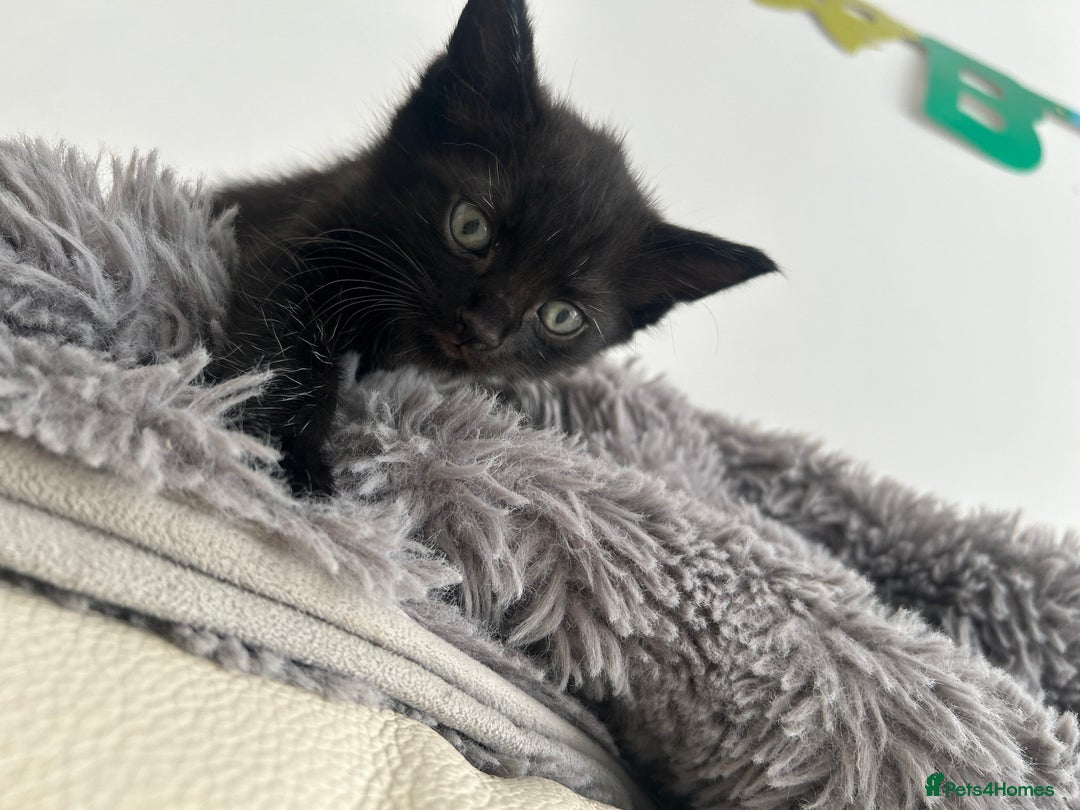 Mixed Breed cats for sale: 1 male black kitten  - Image 8