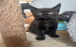Maine Coon cats for sale: *ready now* Beautiful big Maine coon x BSH kittens - Image 8