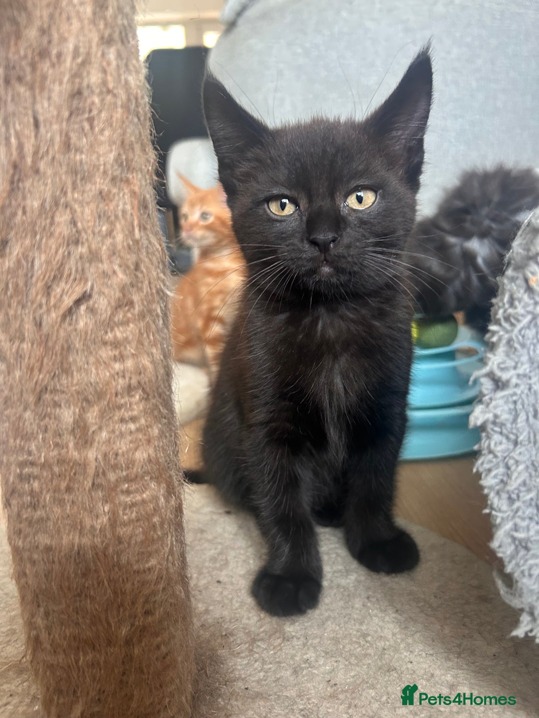 Maine Coon cats for sale: *ready now* Beautiful big Maine coon x BSH kittens - Image 8